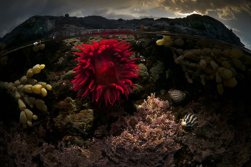 Stunning Underwater Photography by Various Artists