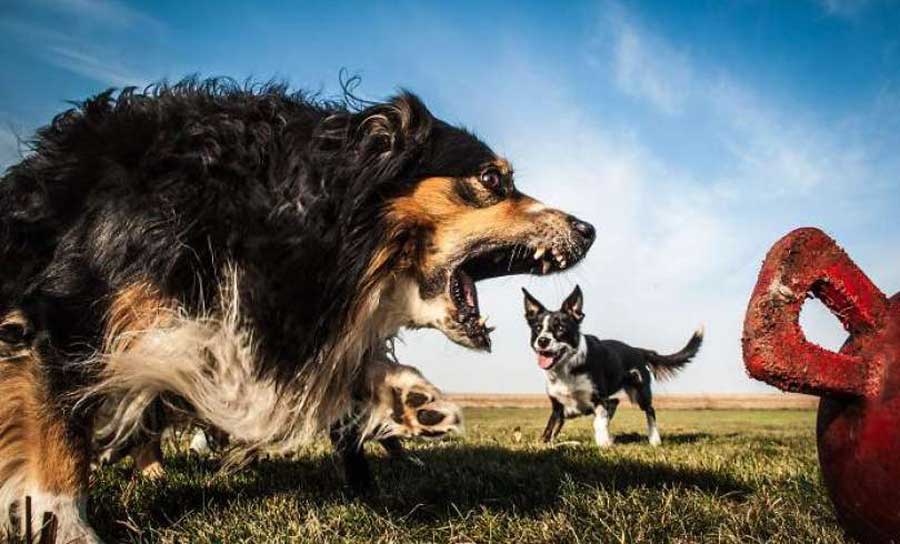 Dogs in Forced Perspective