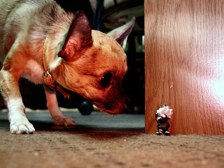 Dogs in Forced Perspective